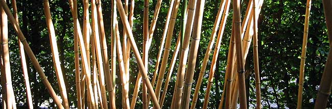 Bamboebergh bamboe kwekerij