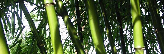 Bamboebergh bamboe kwekerij